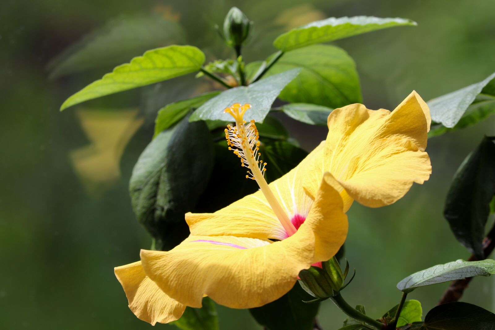 Canon EOS 200D (EOS Rebel SL2 / EOS Kiss X9) sample photo. Hibiscus, marshmallow, blossom photography