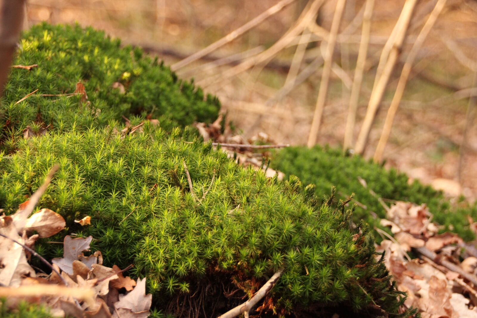 Canon EOS 600D (Rebel EOS T3i / EOS Kiss X5) sample photo. Moss, forest, nature photography
