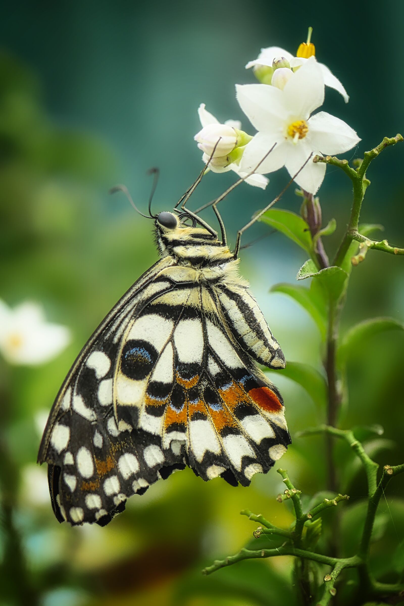 Panasonic Lumix DMC-GX8 sample photo. Butterfly, insect, nature photography