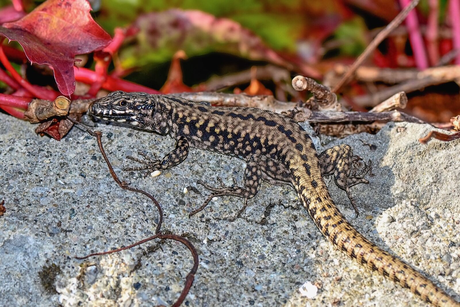 Nikon D3100 sample photo. Lizard, animal, reptile photography
