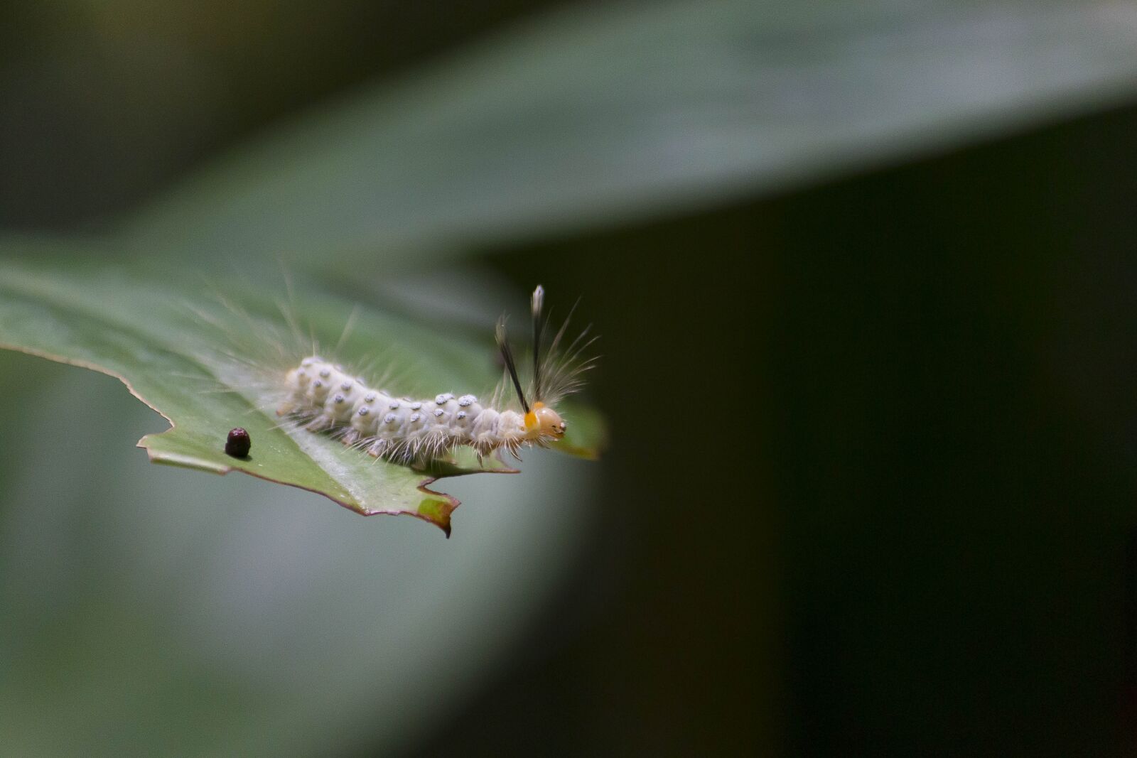 Canon EF-S 55-250mm F4-5.6 IS sample photo. Caterpillar, sheet, nature photography