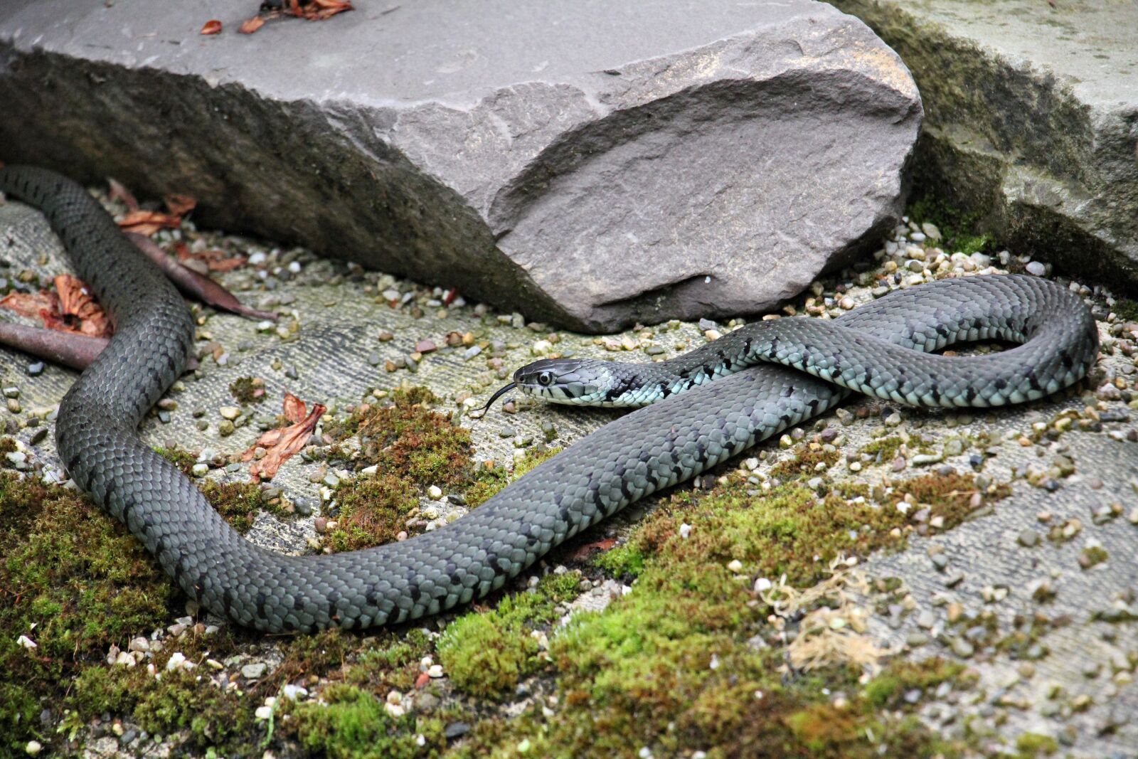Canon EOS 550D (EOS Rebel T2i / EOS Kiss X4) sample photo. Grass snake, snake, reptile photography