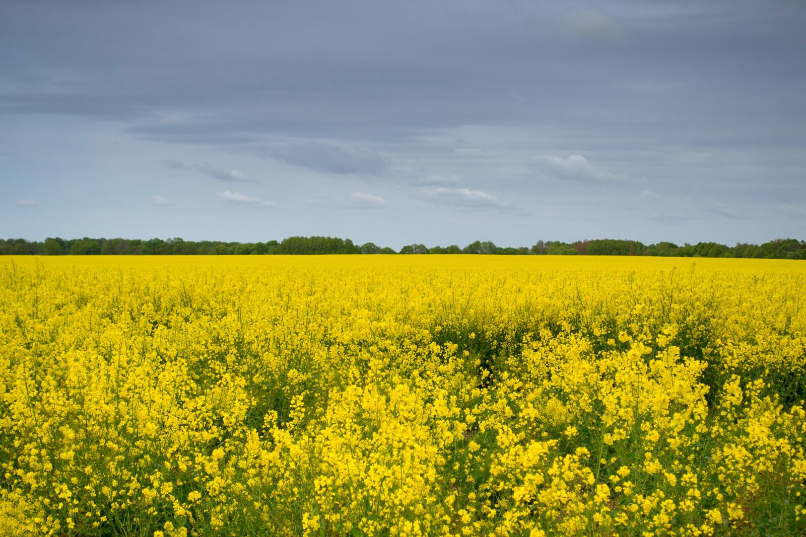 Nikon D3100 sample photo. Yellow, rape, rapeseed photography