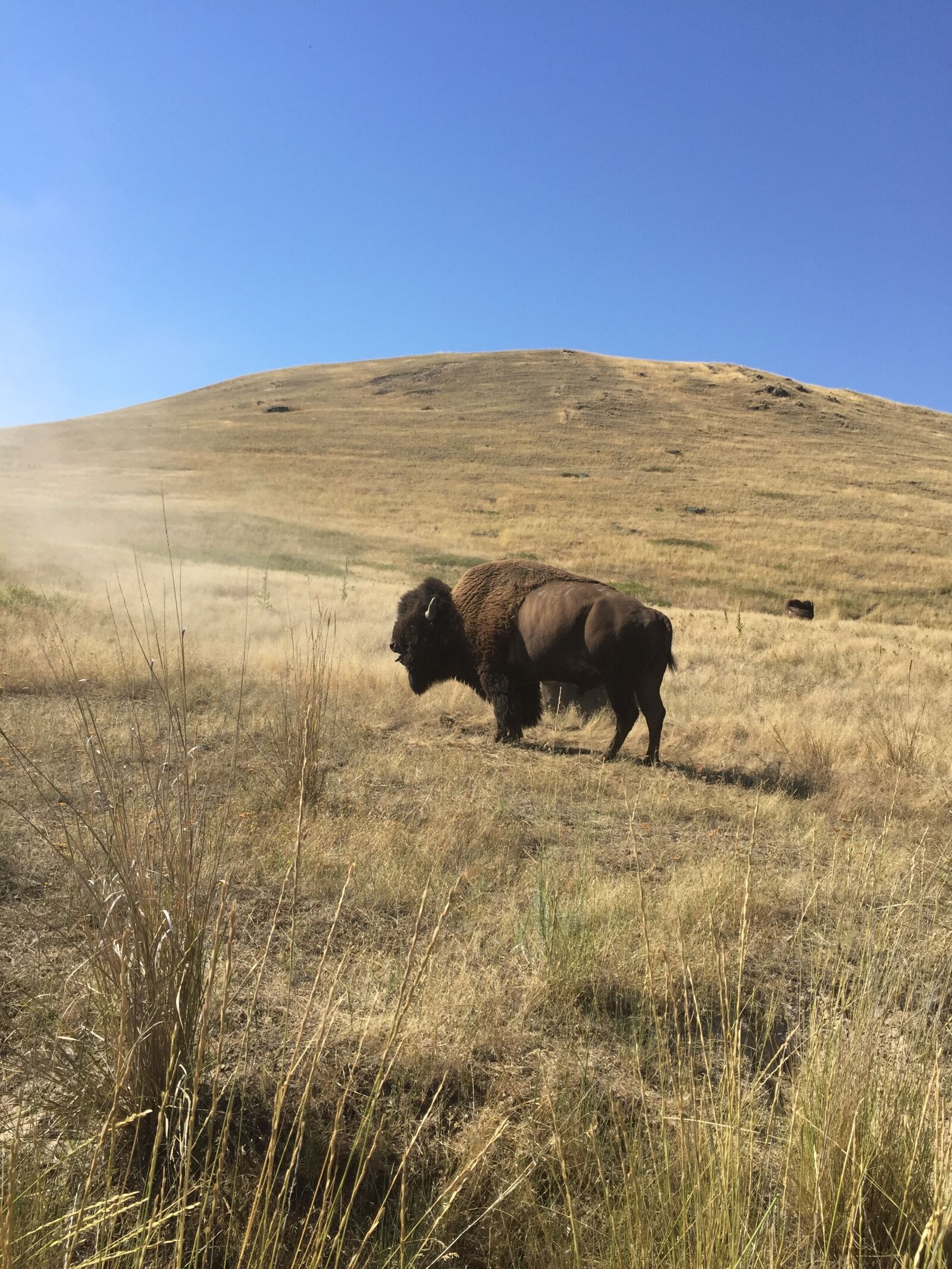 Apple iPhone 6 sample photo. Bison, yellowstone, buffalo photography