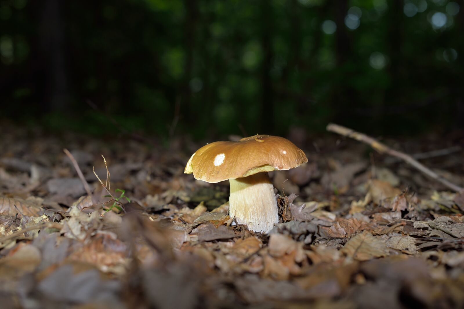 Nikon D610 sample photo. Mushrooms, mushroom, forest mushrooms photography