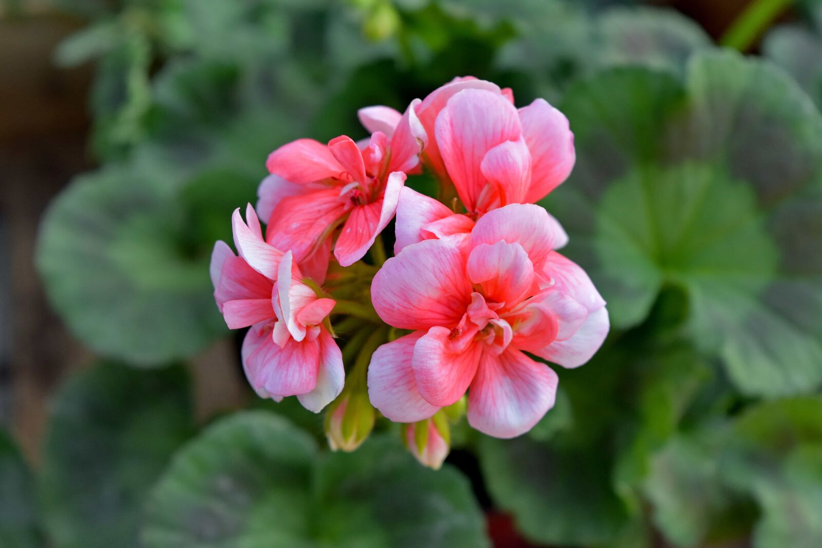 Nikon D5500 sample photo. Flowers, garden, geranium, plant photography