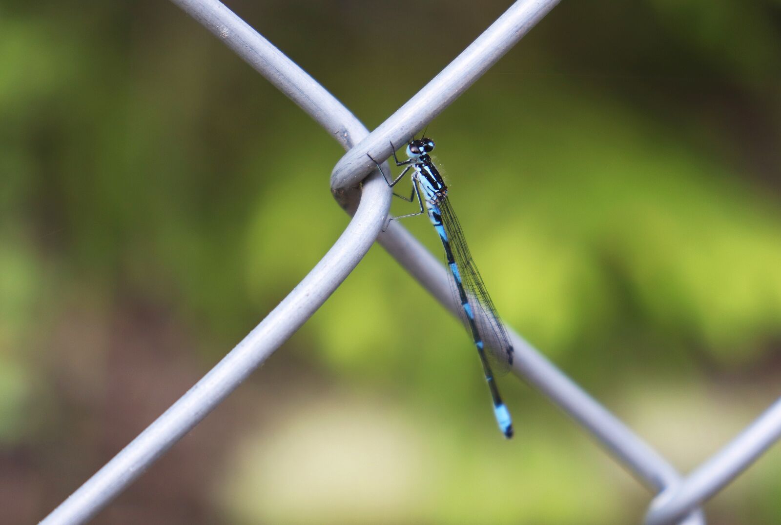 Canon EOS 77D (EOS 9000D / EOS 770D) sample photo. Dragonfly, spring dragonfly, small photography