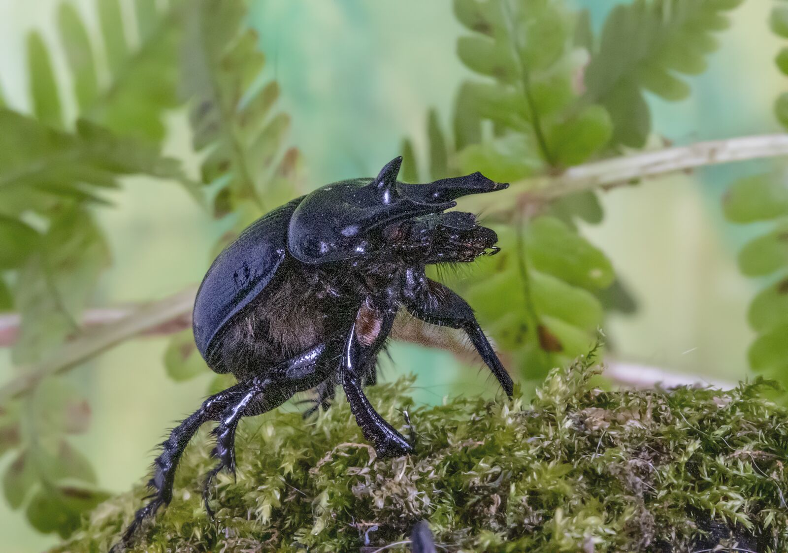 Canon EF 100mm F2.8L Macro IS USM sample photo. Minotaur-beetle, bug, legs photography
