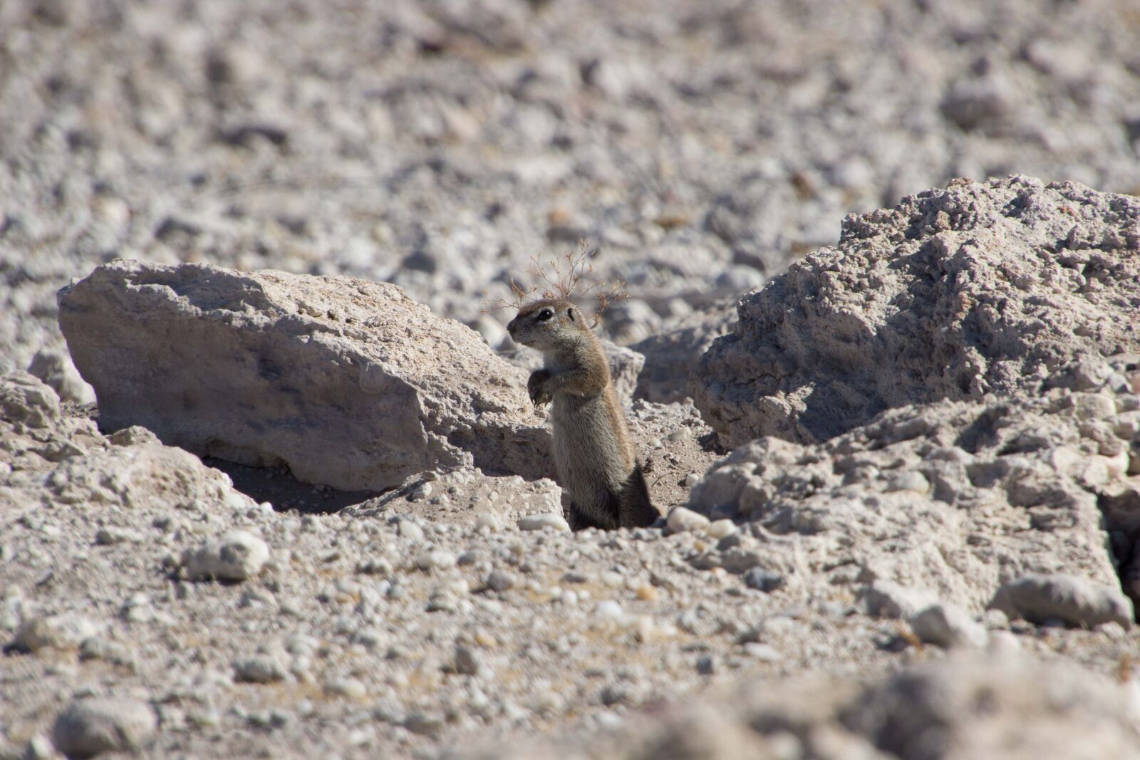 Canon EOS 600D (Rebel EOS T3i / EOS Kiss X5) sample photo. Africa, animal, nature photography