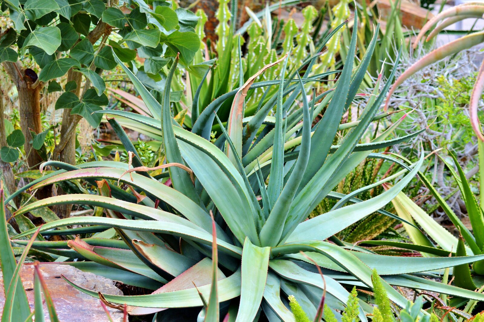 Nikon D3200 sample photo. Agave, cactus, succulent photography