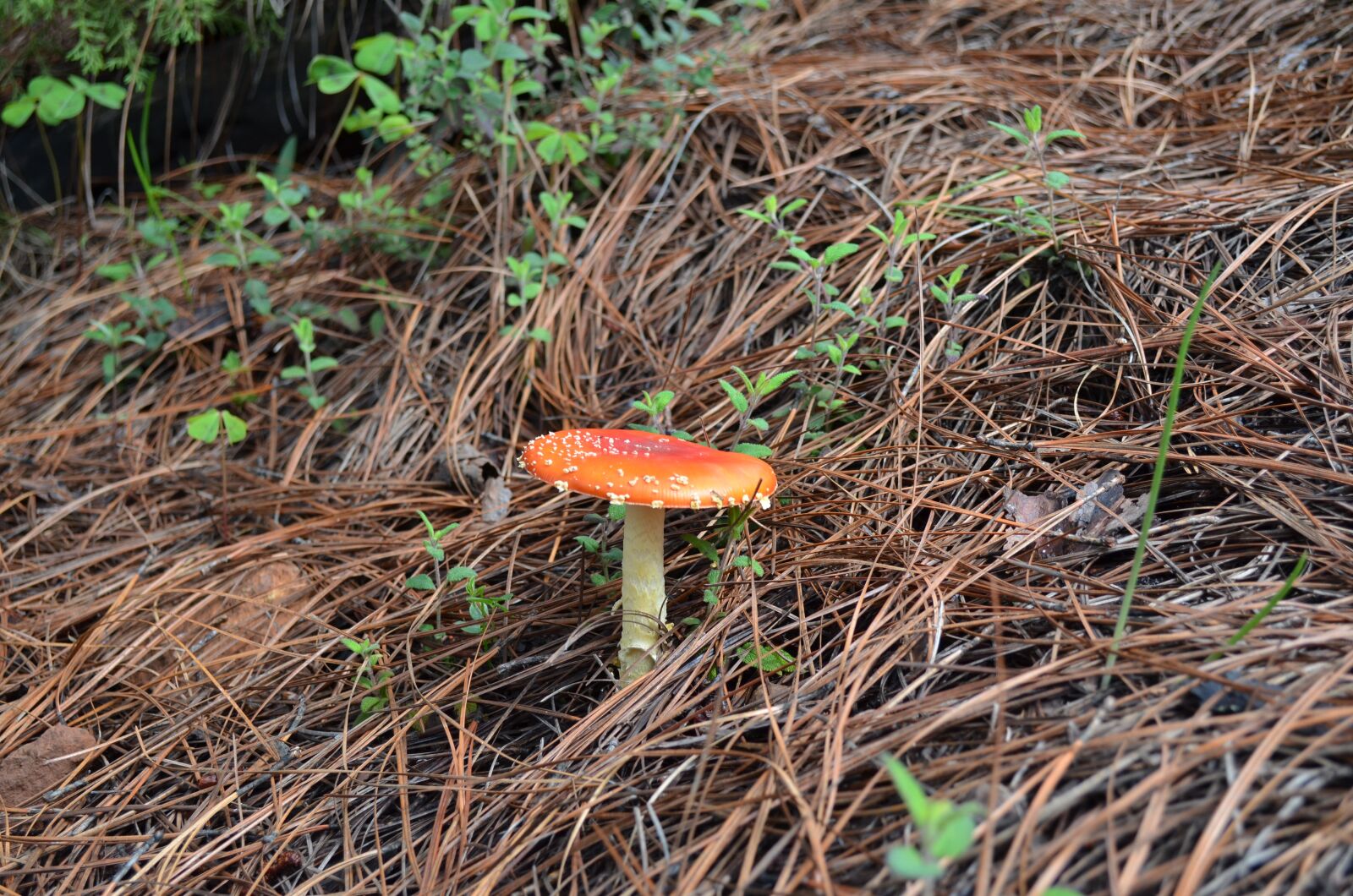 Nikon D5100 sample photo. Fungi, nature, mushroom photography