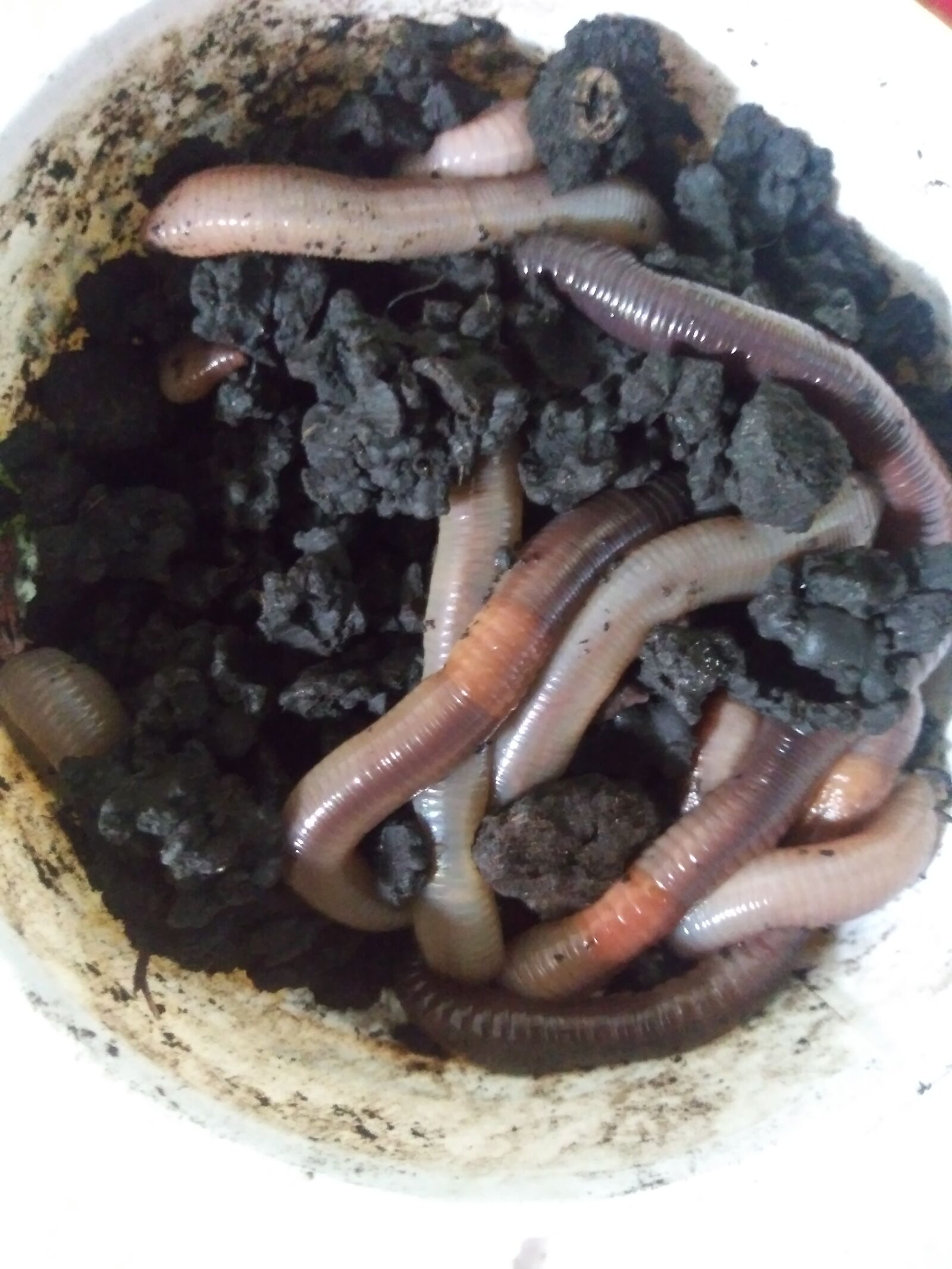 LG STYLO 4 sample photo. Worms, nightcrawlers, fishing worms photography