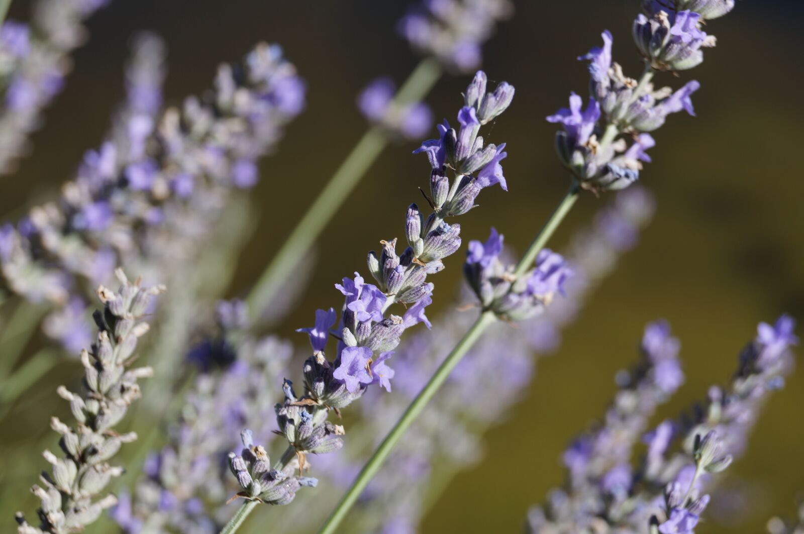 Sony SLT-A57 sample photo. Lavender, aromatherapy, flower photography