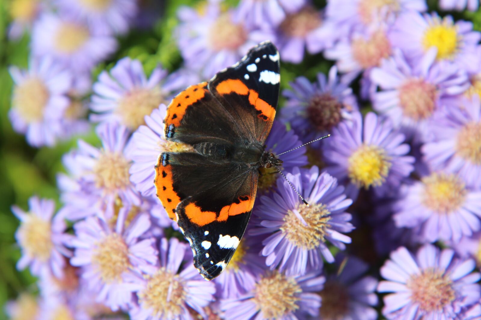 Canon EOS 600D (Rebel EOS T3i / EOS Kiss X5) sample photo. Butterfly, butterfly red admiral photography