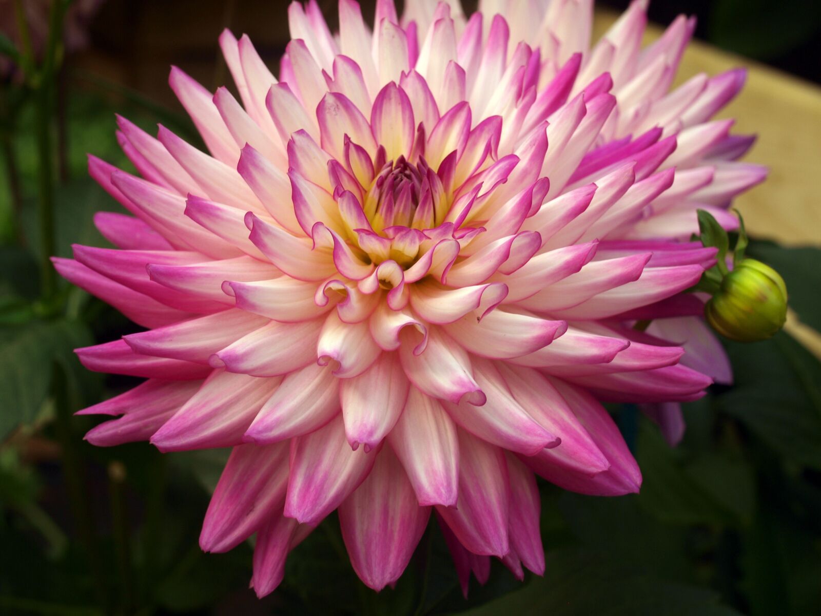Olympus E-520 (EVOLT E-520) sample photo. Flower, dahlia, bloom photography