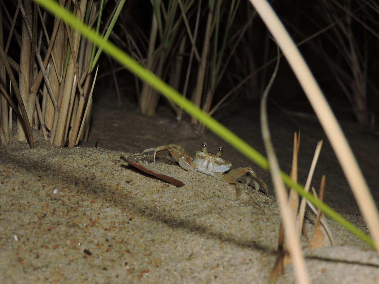 Nikon Coolpix P530 sample photo. Beach, crab, night photography