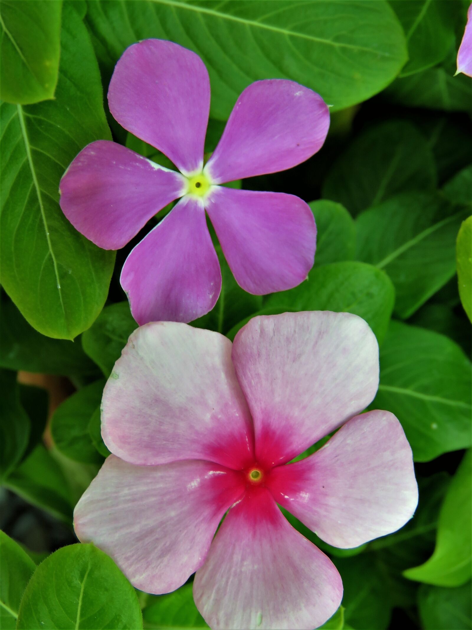 Canon PowerShot SX60 HS sample photo. Flowers, pink and purple photography