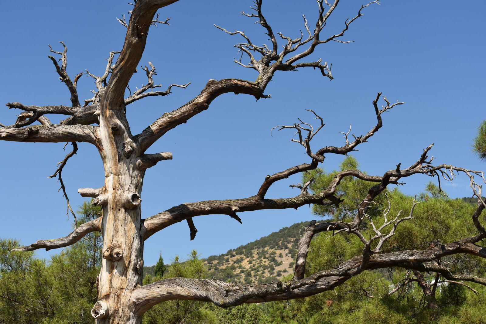 Nikon D3400 sample photo. Tree, dry, sloppy photography