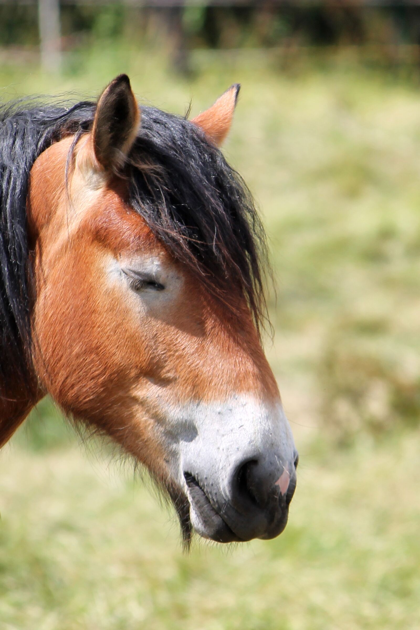 Canon EF-S 55-250mm F4-5.6 IS II sample photo. Horse head, horse, kaltblut photography