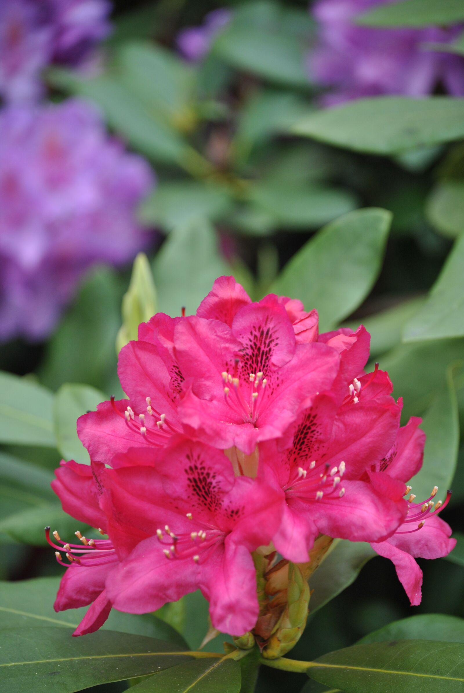 Nikon D3000 sample photo. Flowers, rhododendron, bush photography