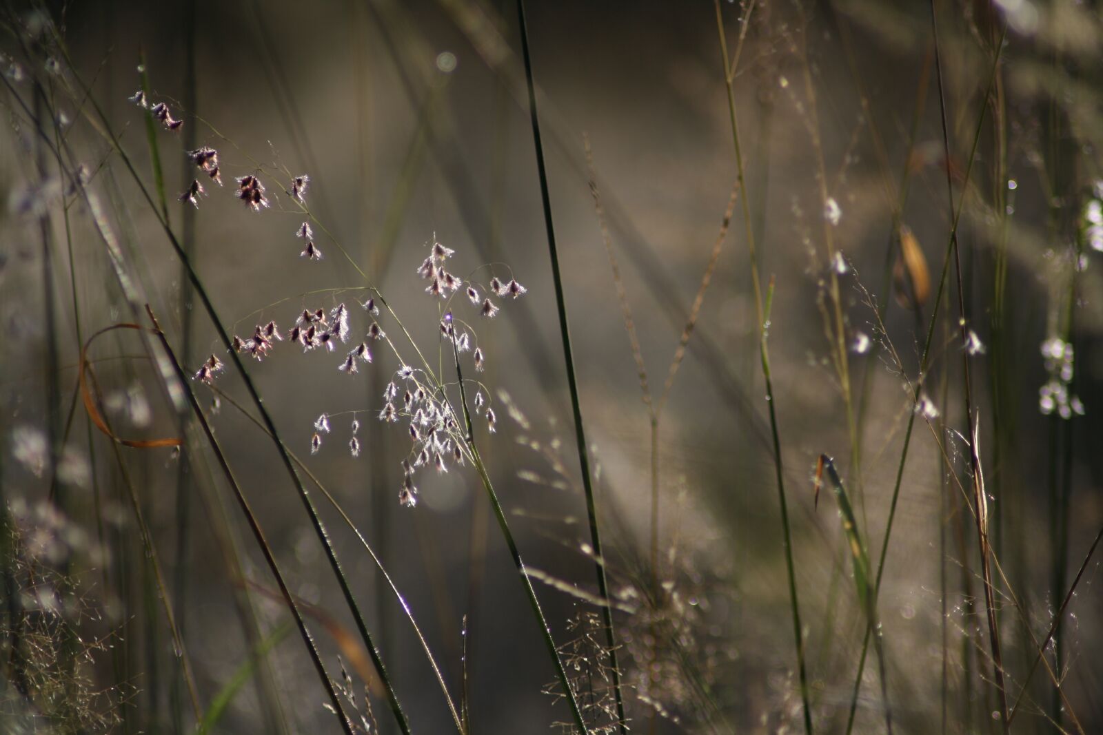 Canon EOS 1000D (EOS Digital Rebel XS / EOS Kiss F) sample photo. Nature, morning, backlight photography