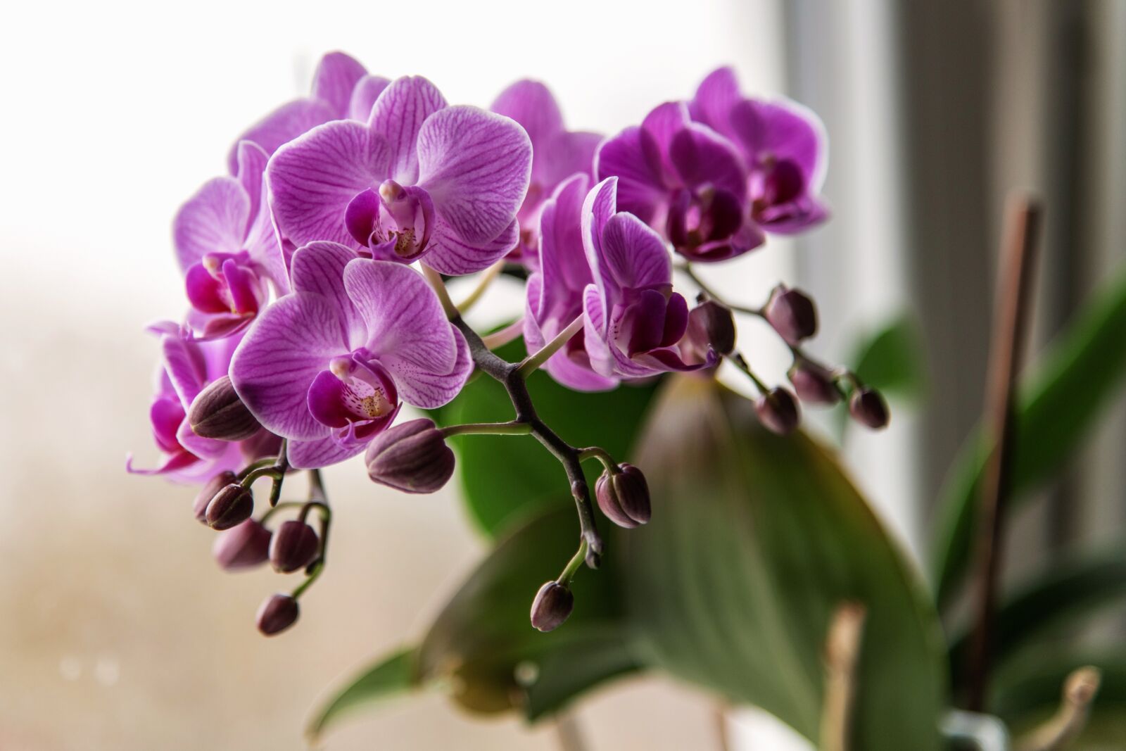 Nikon D850 sample photo. Orchid, pink, flower photography