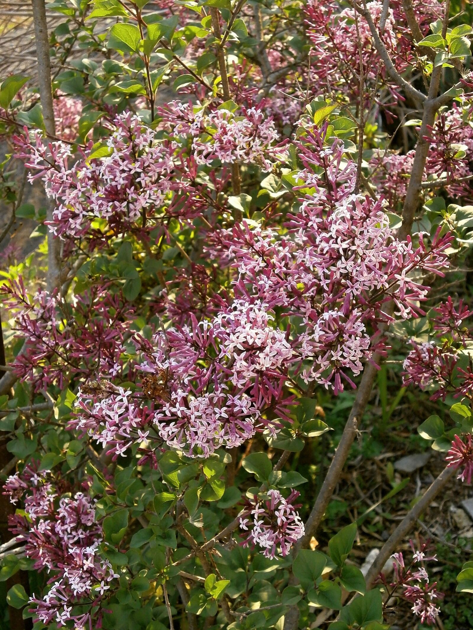 Olympus VG110,D700 sample photo. Lilac, purple flowers, purple photography
