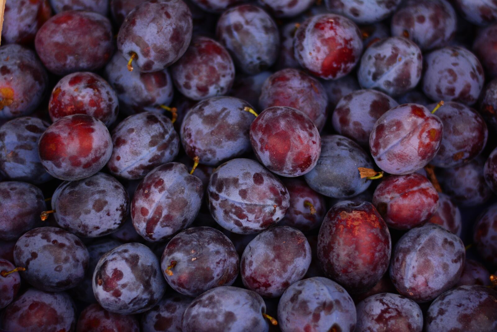 Nikon D5200 sample photo. Plums, fruit, ripe photography