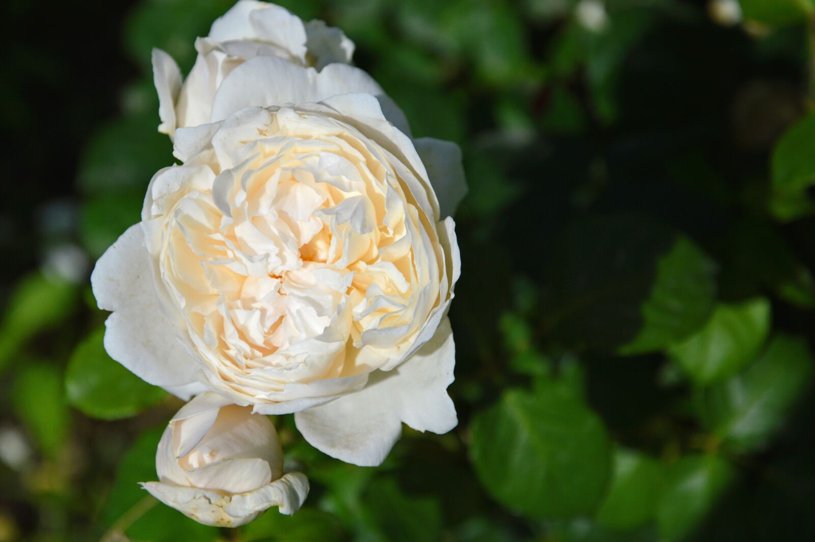 Nikon D3200 sample photo. Rosa, bianca, green photography