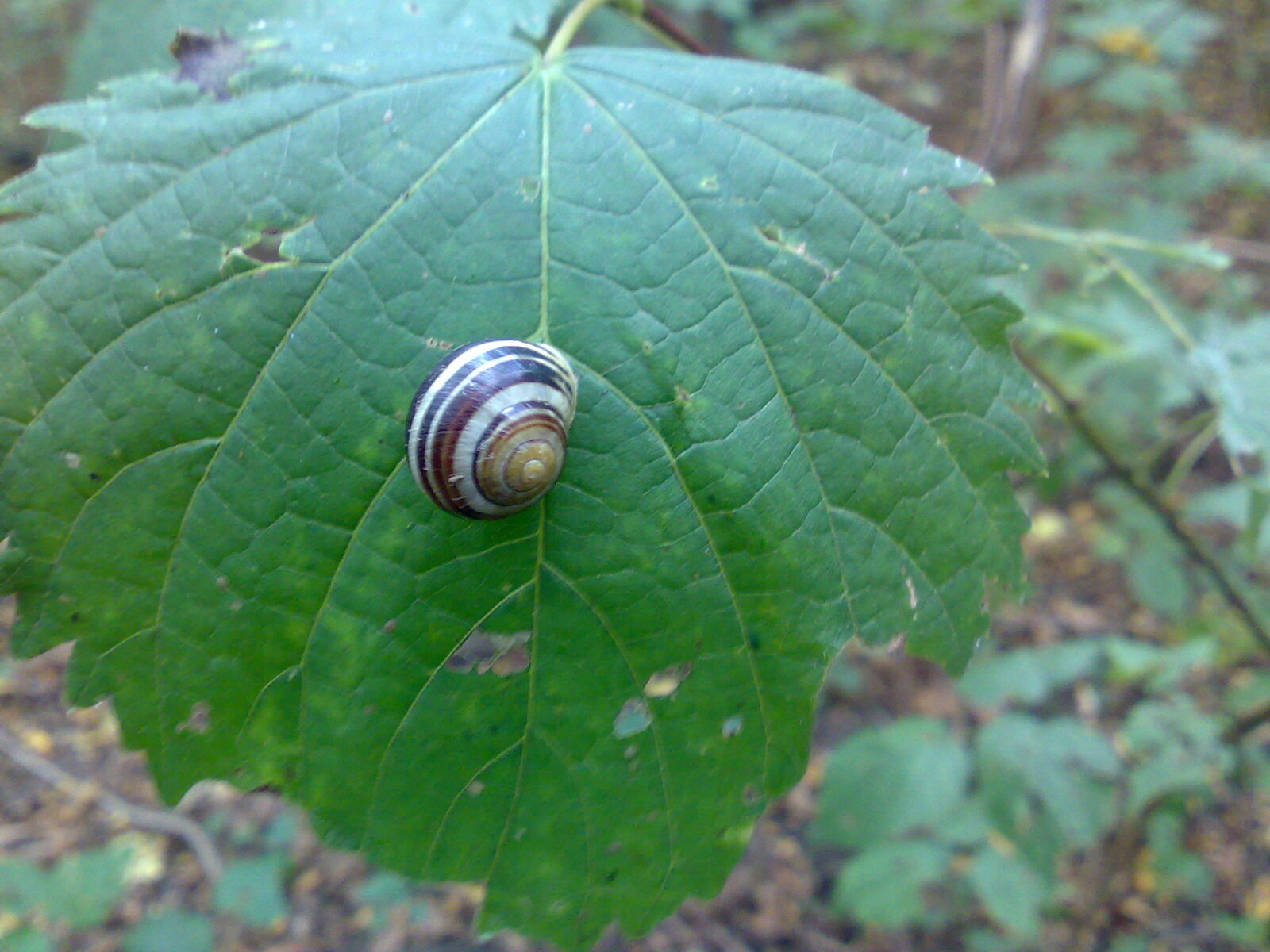 Nokia E90 sample photo. Animal, autumn, forrest, leave photography