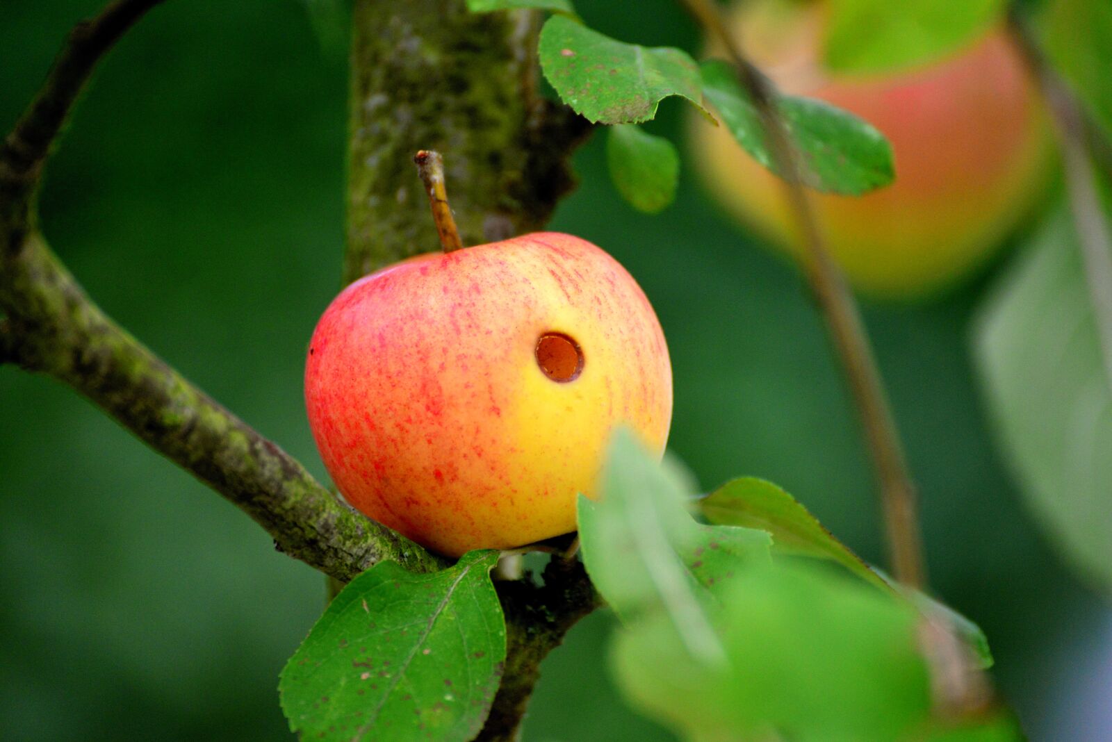 Nikon D610 sample photo. Apple, worm hole, worm photography