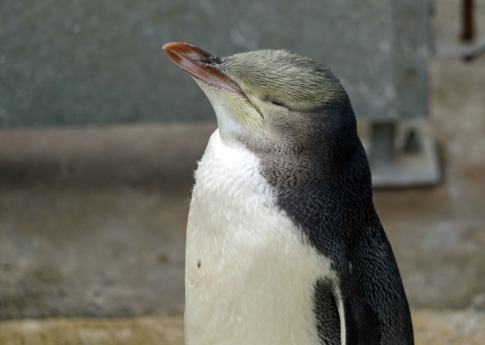 Sony a7 + Sony FE 24-240mm F3.5-6.3 OSS sample photo. Yellow eye penguin, new photography