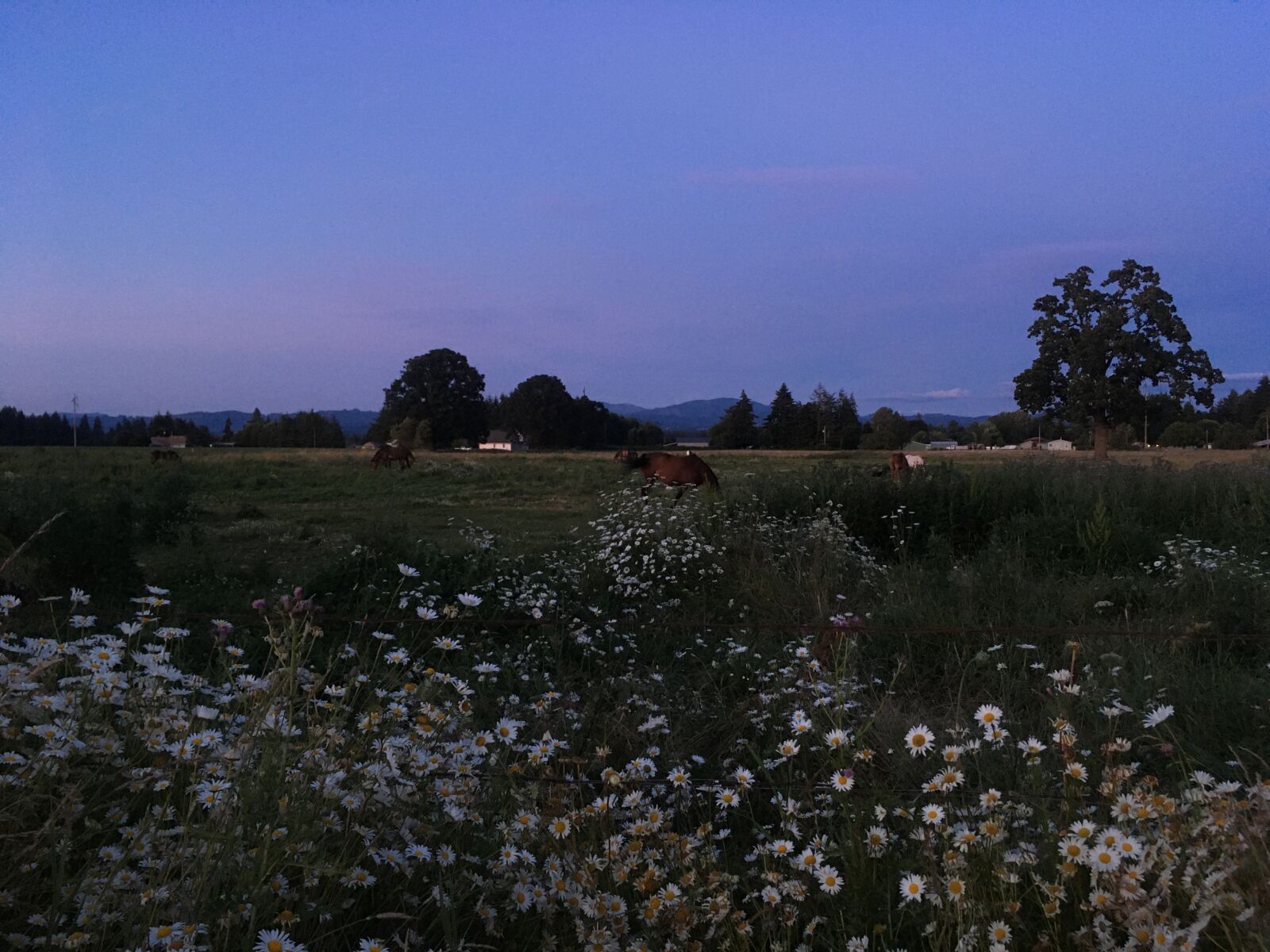 Apple iPhone SE (1st generation) sample photo. Flowers, dusk, vintage photography