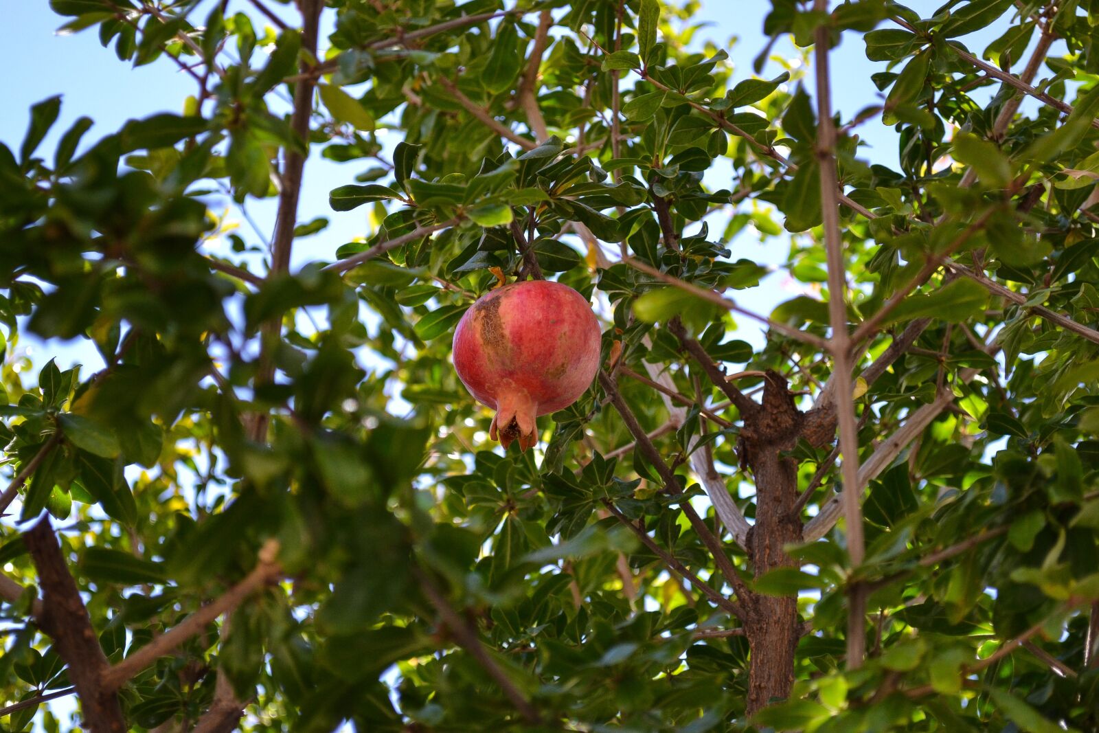 Nikon D3100 sample photo. Pomegranate, fruit, botany photography