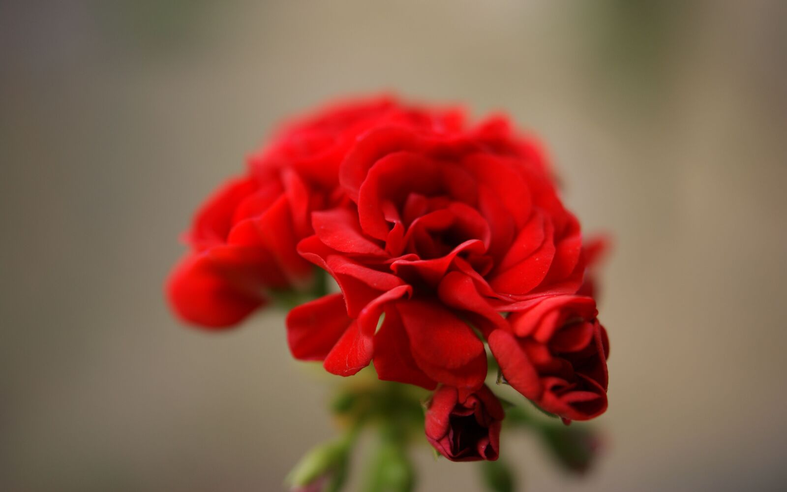 Sony Alpha DSLR-A350 sample photo. Flora, fauna, macro photography