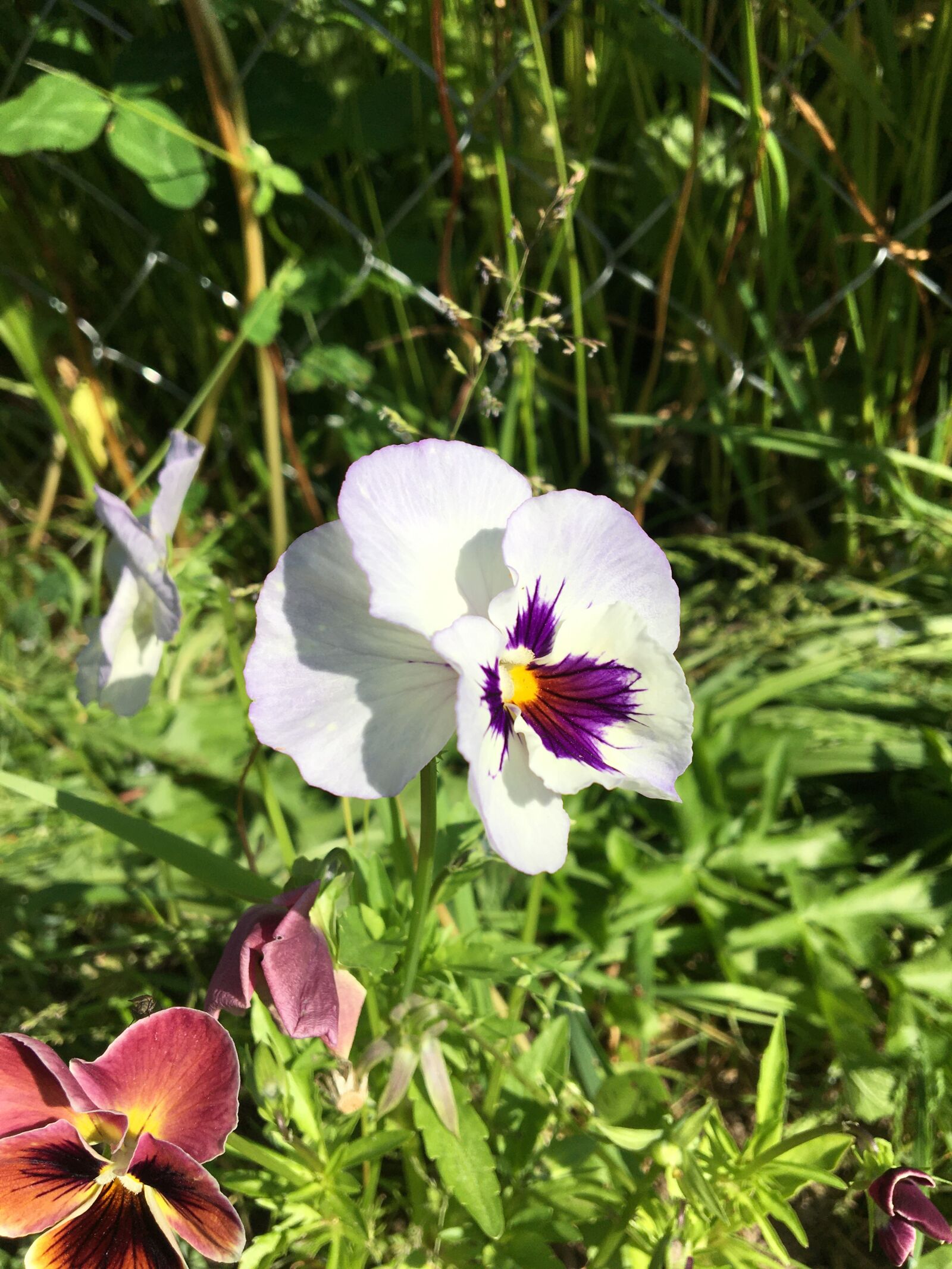 Apple iPhone 6s sample photo. цветы, виола, анютины глазки photography