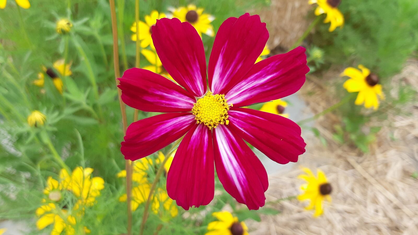Samsung Galaxy A8(2018) sample photo. Red flower, cosmos, autumn photography