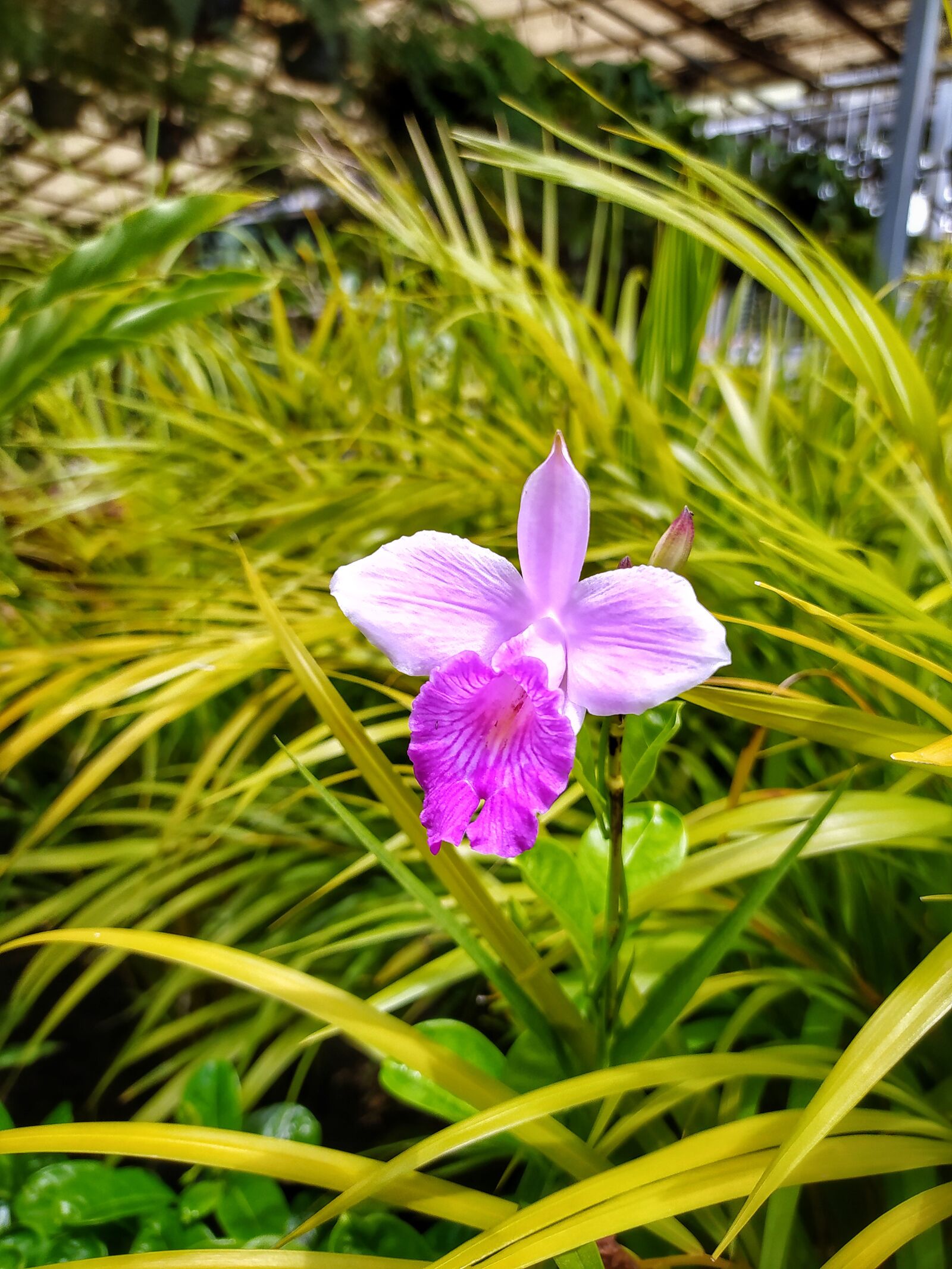 Xiaomi Redmi Note 8 sample photo. Nature, plants, background photography
