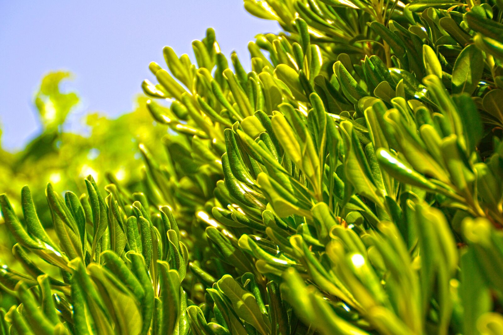 Nikon D3100 sample photo. Olive, tree, leafs photography