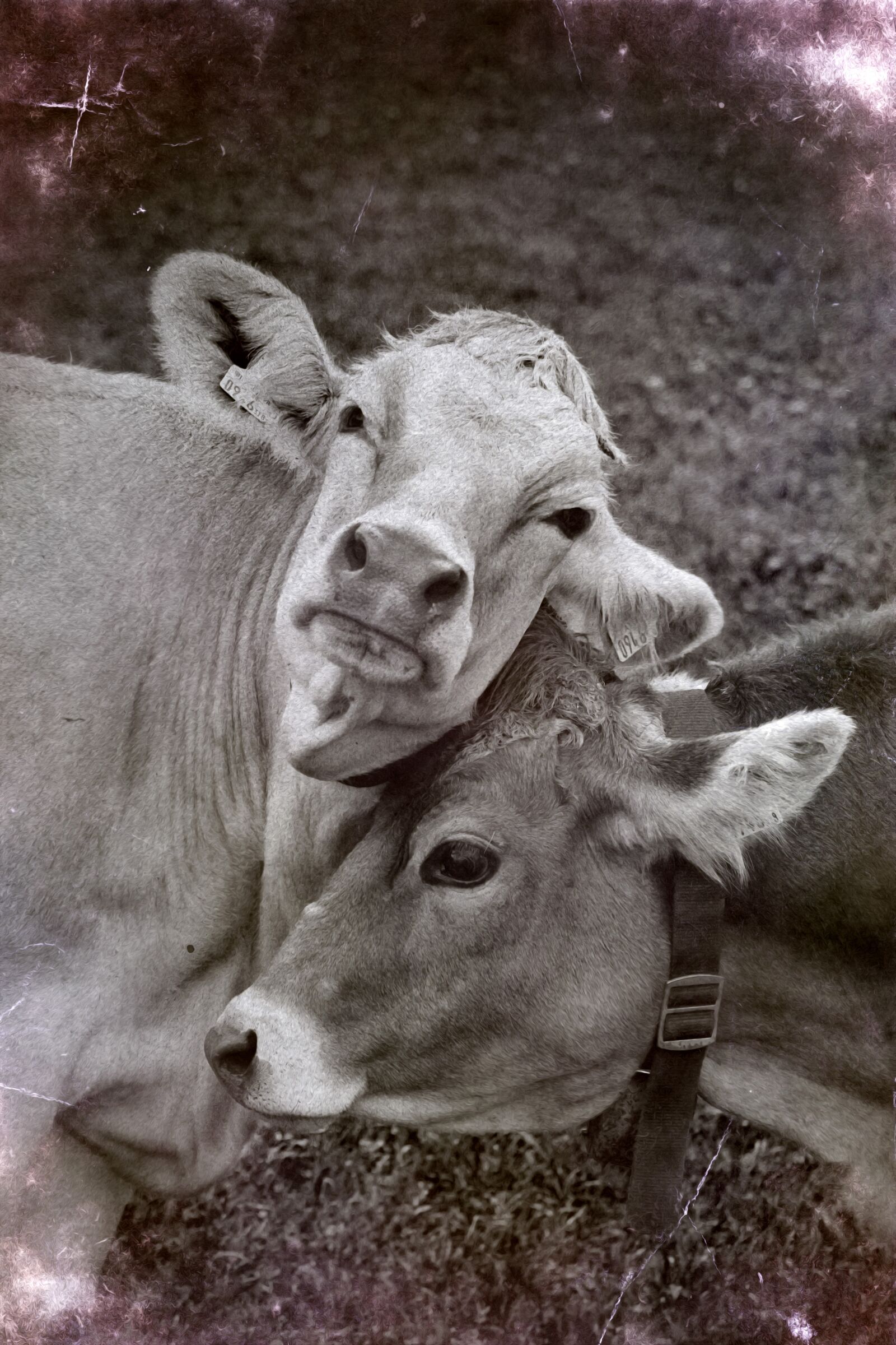 Canon EOS 60D sample photo. Cows, love, animal welfare photography