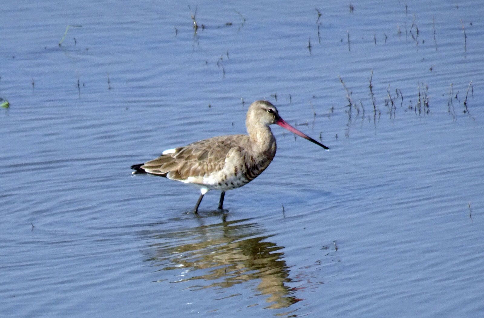 Sony Cyber-shot DSC-HX90V sample photo. Black-tailed godwit, limosa limosa photography