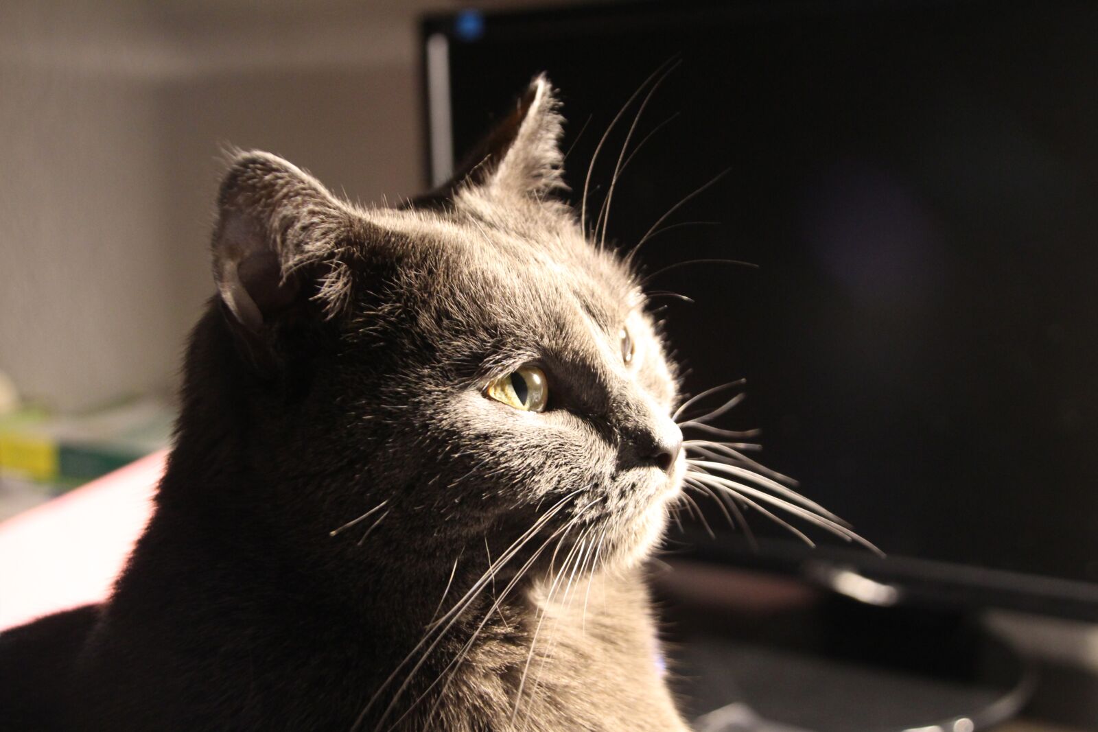 Canon EOS 700D (EOS Rebel T5i / EOS Kiss X7i) sample photo. Chartreux, cat, animals photography