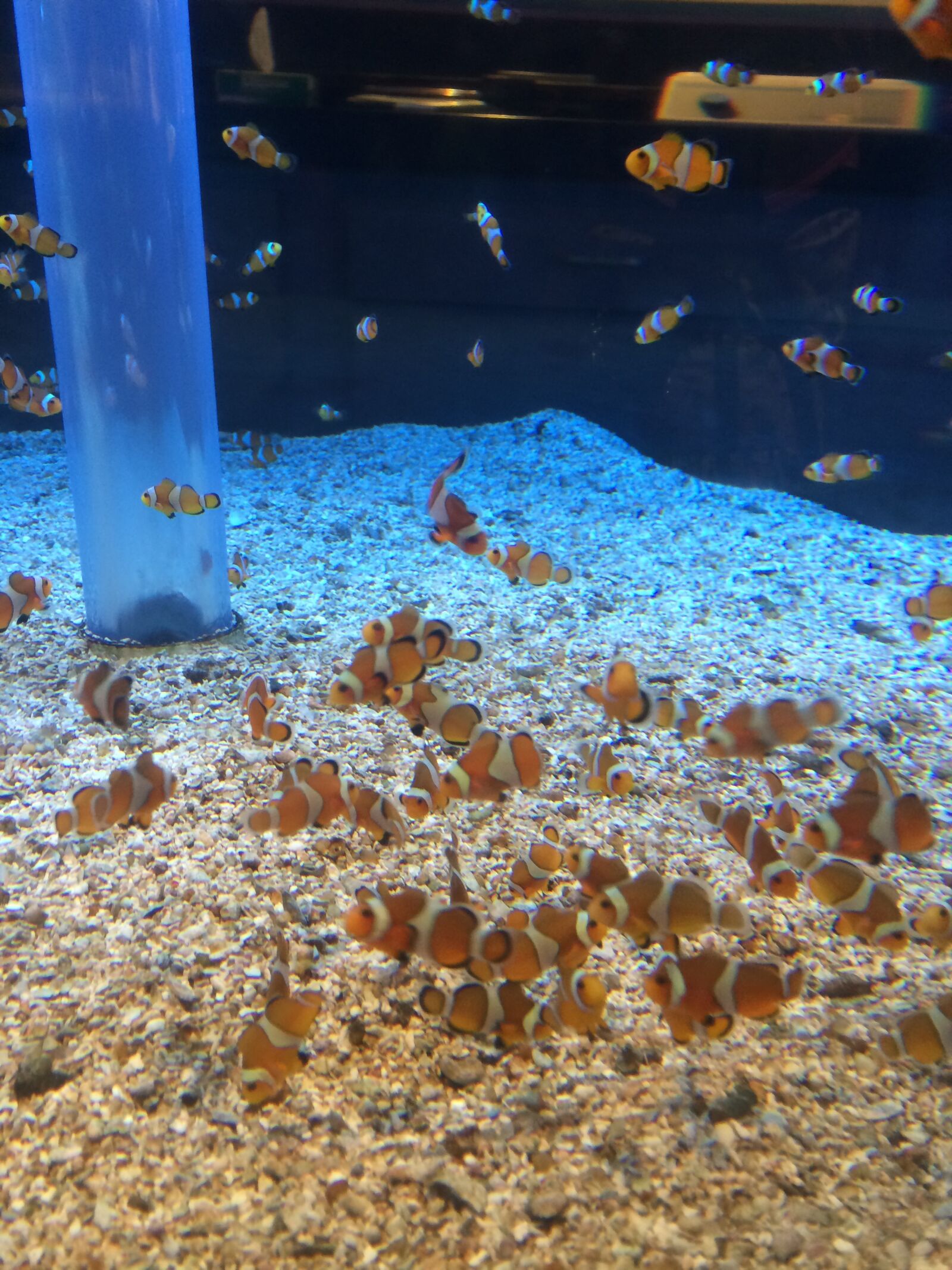 iPhone 5s back camera 4.12mm f/2.2 sample photo. Aquarium, fish, underwater photography