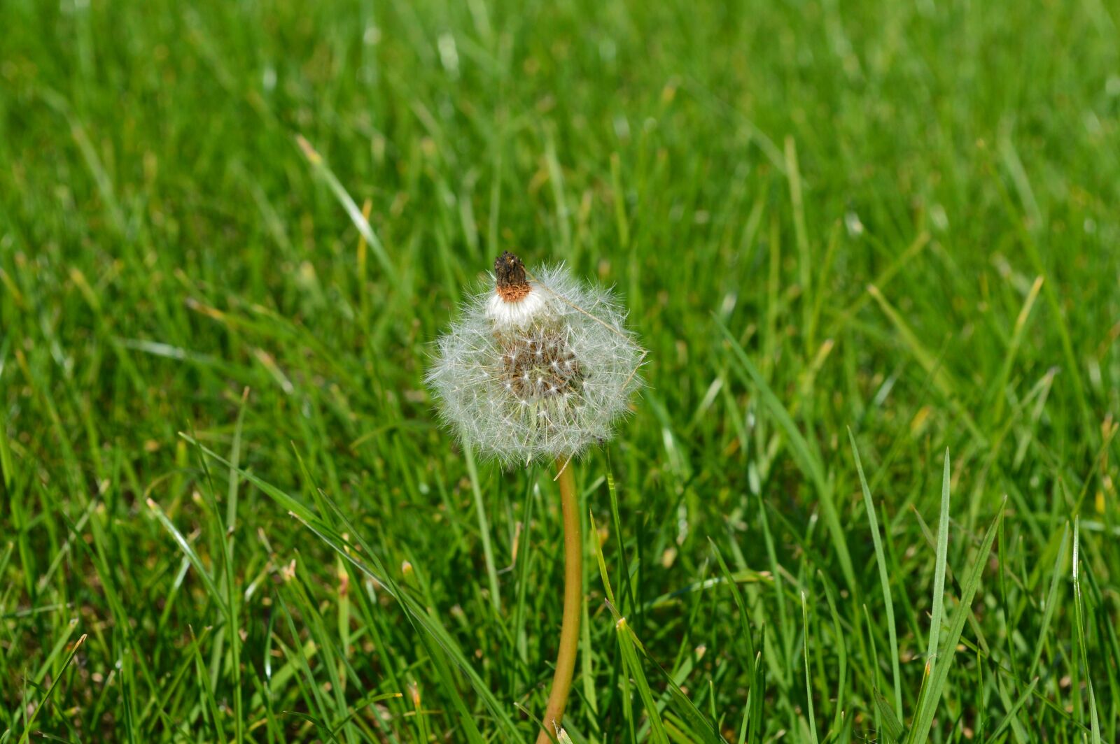 Nikon D3200 sample photo. Nature, flower, plant photography