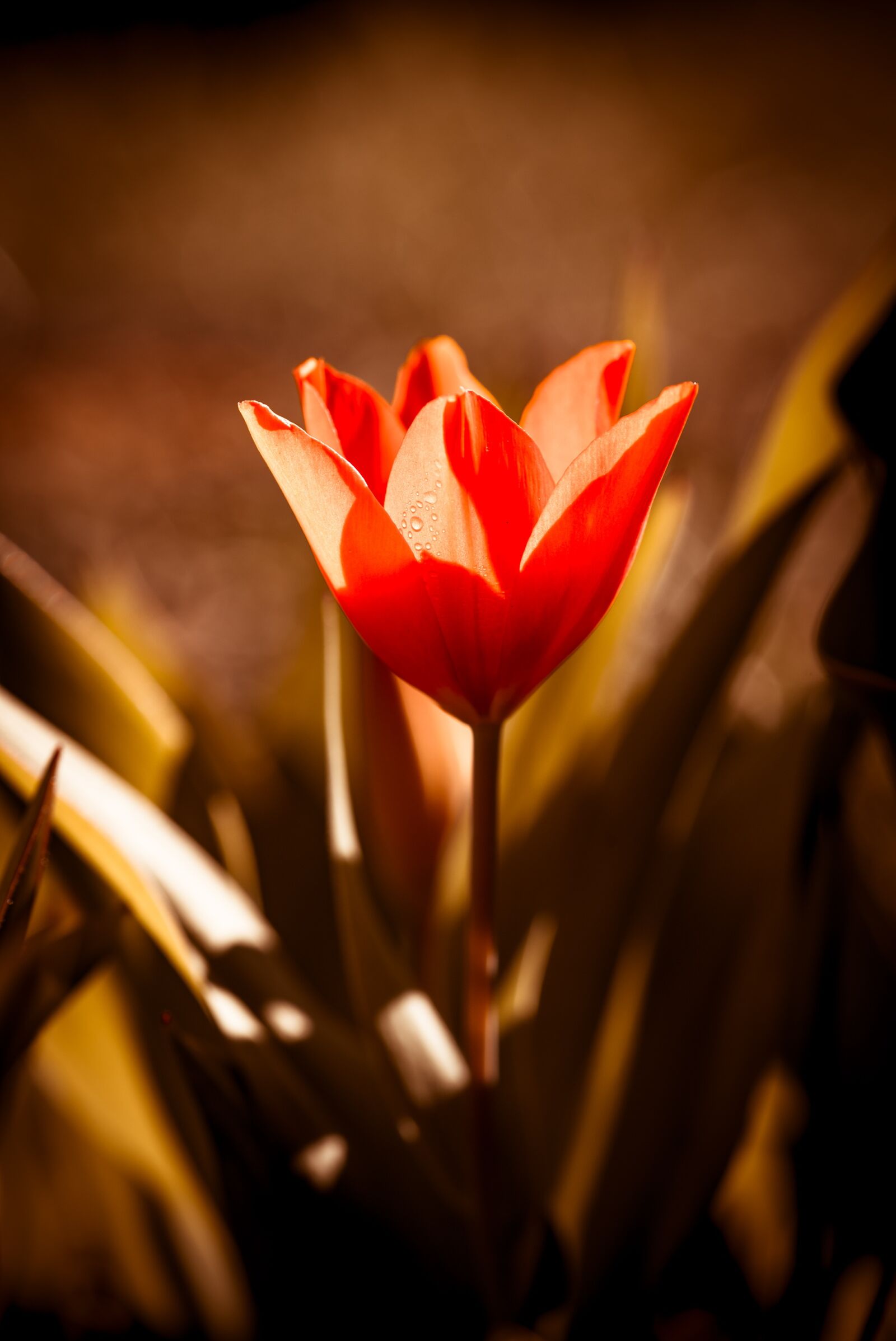 Nikon D750 sample photo. Tulip, flower, blossom photography