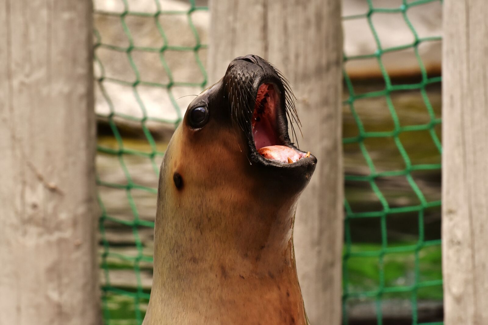 Nikon D7200 sample photo. Seal, sea lion, swim photography