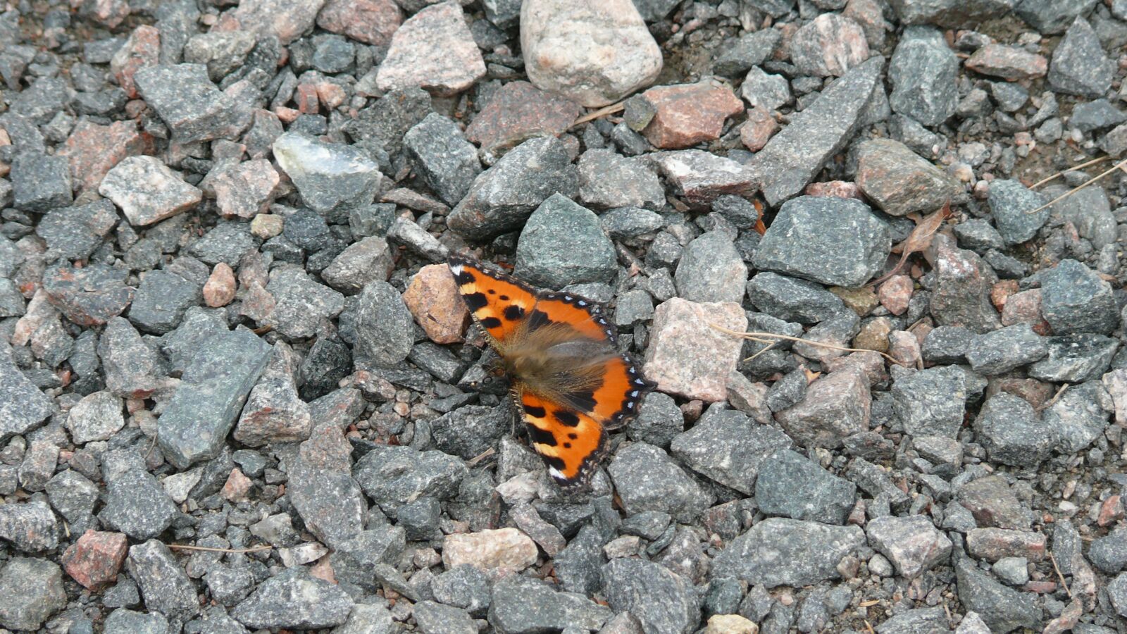 Panasonic DMC-FZ50 sample photo. Butterfly, stones, gravel photography