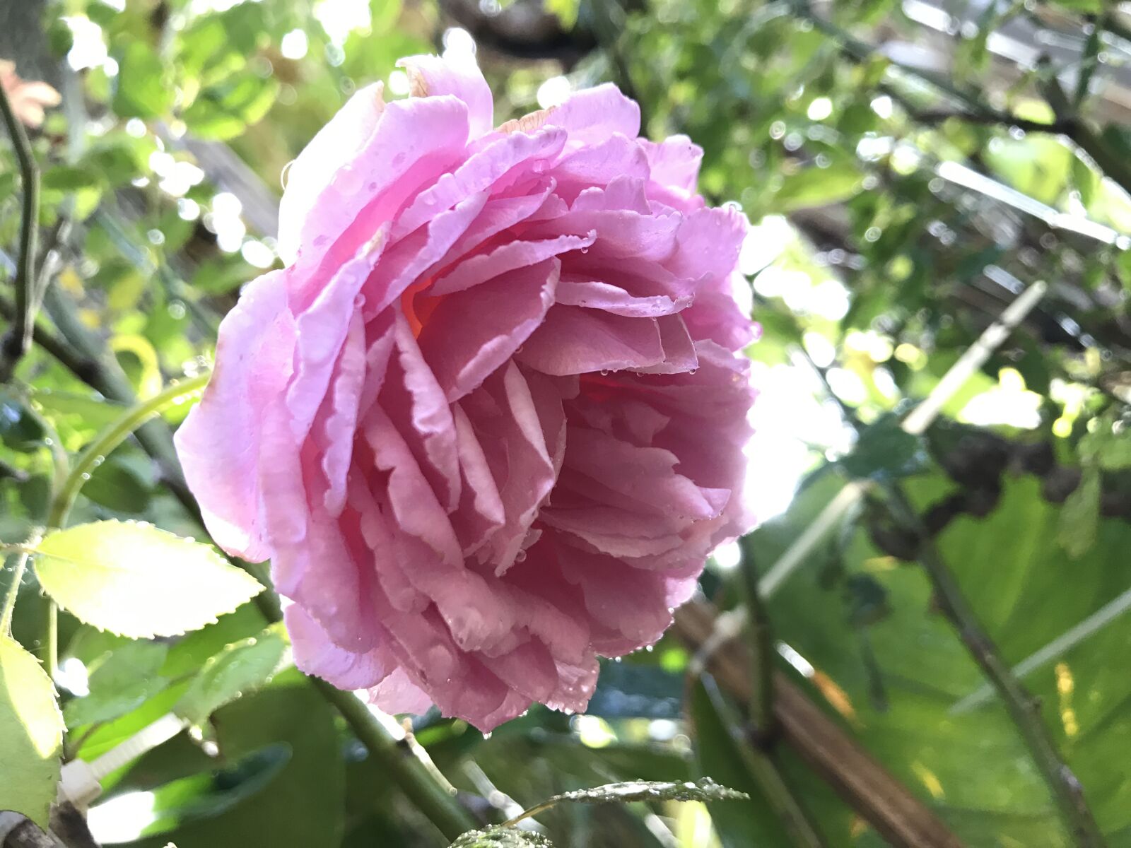 iPhone 7 back camera 3.99mm f/1.8 sample photo