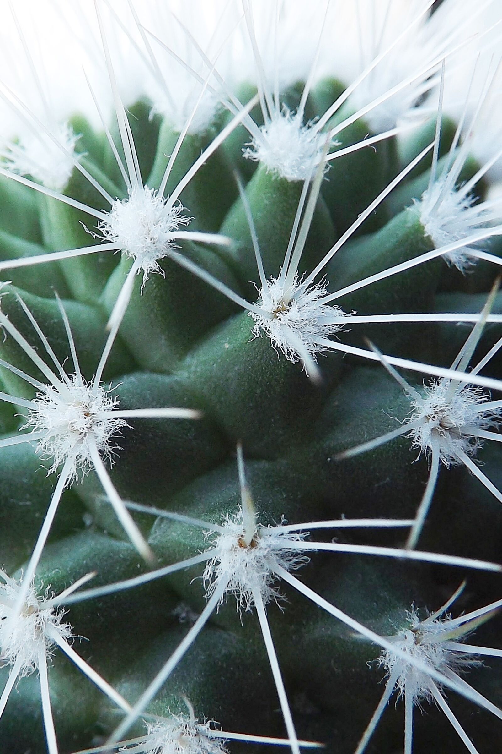 Fujifilm FinePix S4200 sample photo. Cactus, flora, desert photography