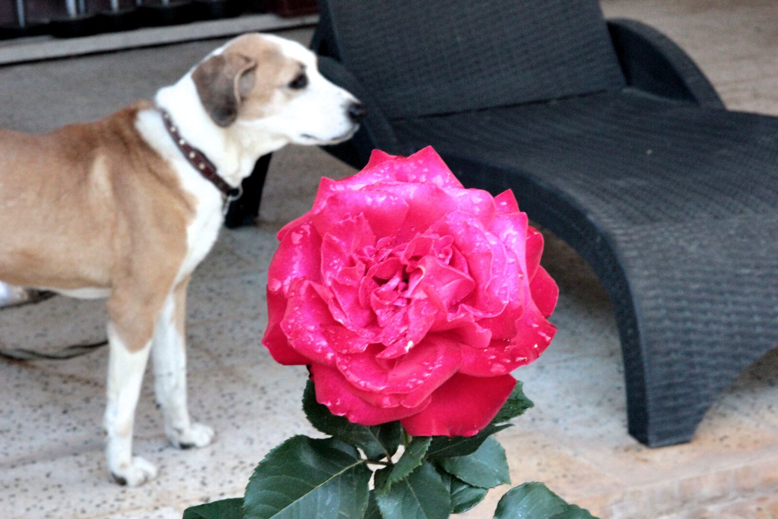 Canon EOS 550D (EOS Rebel T2i / EOS Kiss X4) sample photo. Rose, roses, plant photography